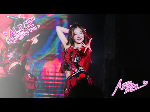 [4K][Fancam] Peach You Alice - Blooming You @Blooming Story, The Street Ratchada, Bangkok, 250914