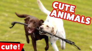 animale video animale comice