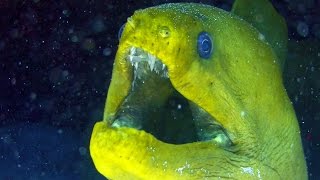 The Terrifying Reason This Sea Creature Washed Up In Ireland