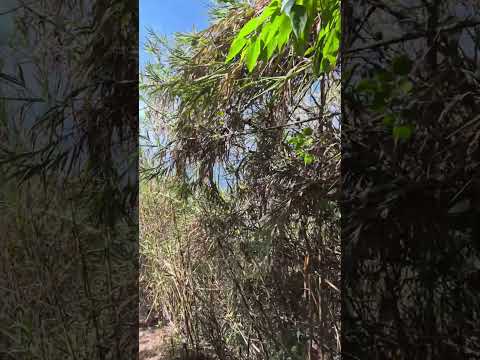 The Steep Walk Down from Casita Zen Amate | San Marcos La Laguna