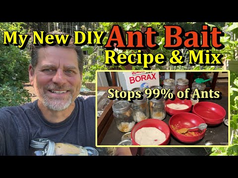 DIY Borax Ant Baits for the Vegetable Garden (Improved Bait Recipe for Killing All Ants)