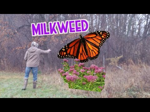 How To Grow Milkweed |Butterfly Garden Planting In Fall| Save The Monarchs|