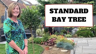 Standard Bay Laurel Tree || Laurus Nobilis