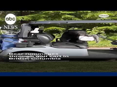 Bear rummages through golf cart in British Columbia