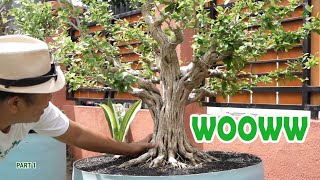 Download lagu 'FIRST IN LOMBOK' Feast your eyes on the BONSAI COLLECTION mp3