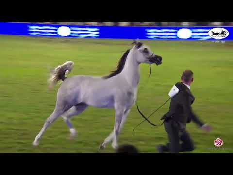 N 72 NOURAH AL KHALEDIAH   PSAIAHF 2023   Fillies 3 Years Old Class 3