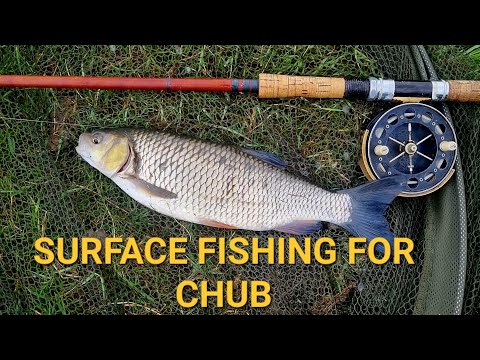 Release The Hounds - Surface Fishing For Chub.