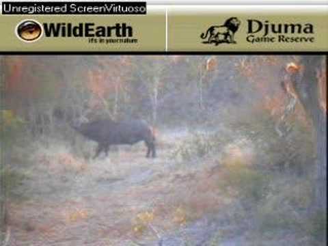 Give me a Tree said the Cape Buffalo