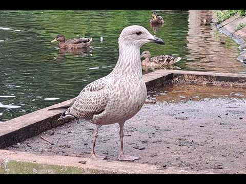 Seagull youngster interacting with other birds.