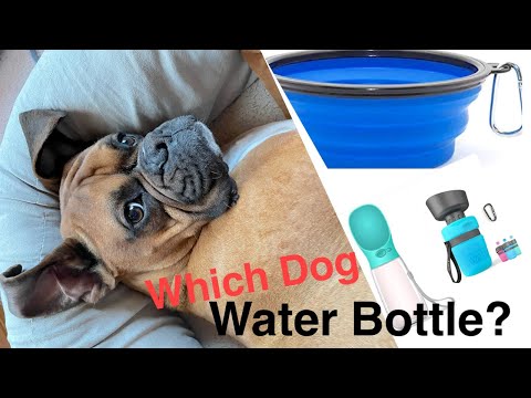 Best Dog water bottle to buy