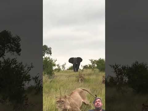 #lion #africanelephant #elephant #animals #instagram #youtube #tiktok #jabber #facebook