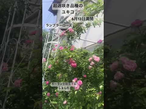 冬にバラの茂みを世話するにはどうすればよいですか？健康な低木のための正しい行動  庭園