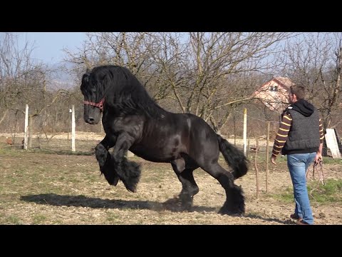 Caii lui Ionel Blondu de la Cil, Arad - 2021 Nou!!!