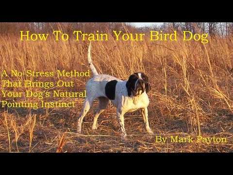 How To Train Your Bird Dog. A No-Stress Method To Bring Out The Dog's Natural Pointing Instinct.