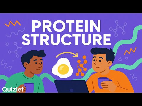 Amino Acids Quizlet