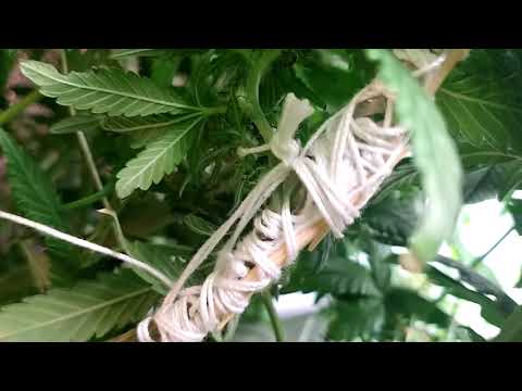 Rebel XD's Green Dream Team - 81 days after they were embedded in their mediums by Botanist Rebel XD