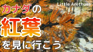 カナディアンロッキーの秋の色は？　秋、でも、雪。/ What is the color of autumn in Canadian Rockies? Autumn and snow