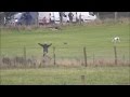 Ireland S Cruel Coursing Hare Desperately Tries To Escape From Dogs