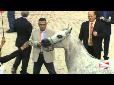 N.130 SIREMA - Sharjah 2016 - 4-6 years old Mares (Class 7)