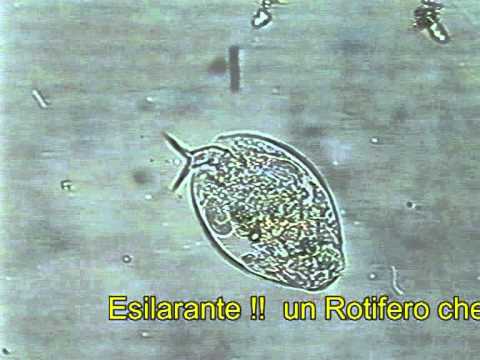 Reni di betulla a parassiti Targa da vermi per la persona una targa il nome grande
