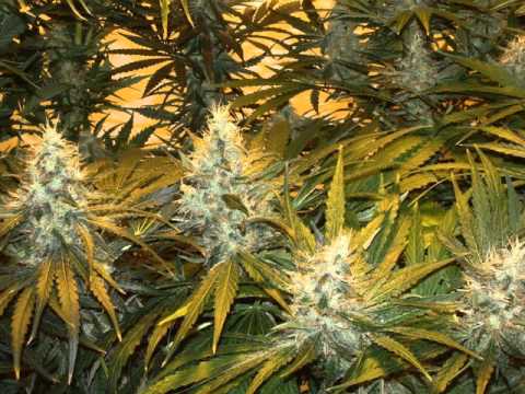 Bigg Limn - "In My Brain"