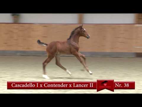 38 Cascadello I-Contender-Lancer II