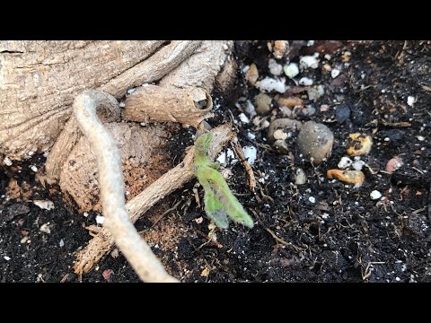 Plants are so frustrating ! One of my dead tamarillos is suddenly producing a sucker in October !