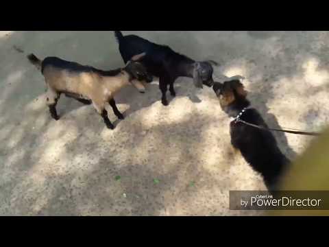 German shepherd puppy play with two goats. very funny