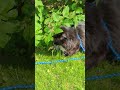 Tuxedo Cat Fighting With Cat Eating Bush