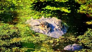 James Taylor (best live) - Country Road