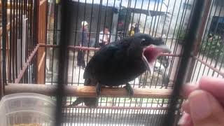 Download lagu Anakan saeran krantil rambay / tailed drongo mp3 Download lagu Anakan saeran krantil rambay / tailed drongo mp3