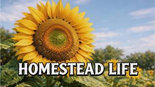 I LOVE Planting SUNFLOWERS Every Day!