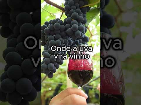 Festa da Uva Caxias do Sul