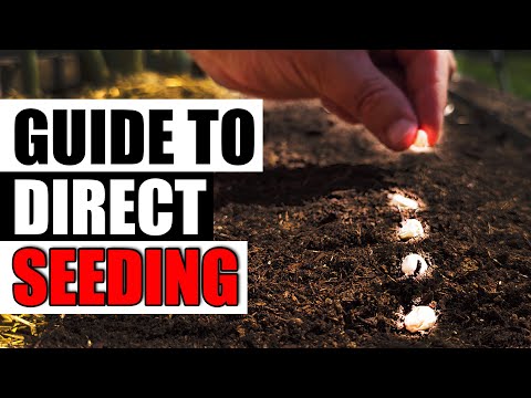 How To Grow Rosemary From Cuttings Two Ways BOTH Easy