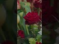 PSV neemt afscheid van perschef Thijs Slegers (46) ❤️? | #shorts