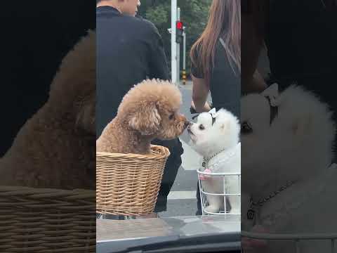 等個紅綠燈都能被博美泰迪撒狗糧