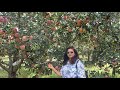 KASHMIR BEAUTIFUL APPLE ORCHARD I Apple Garden In Kashmir