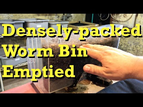 Emptying of 'Densely Populated' 60-day time-lapse container - vermicomposting