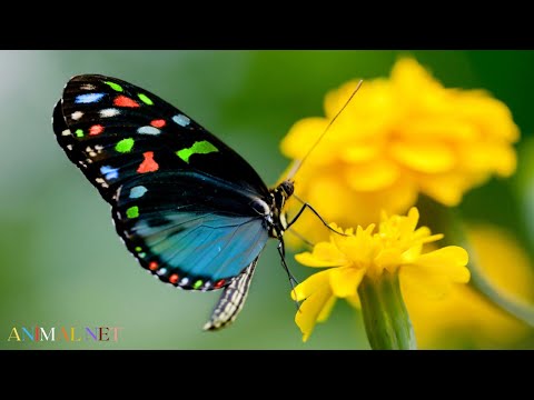 Sounds of Butterflies Flying - Various Species of Butterfly