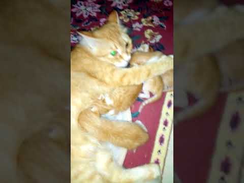 ١٢ فبراير، ٢٠١٨