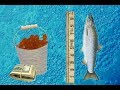 Форель это морская или речная рыба: описание, виды, применение