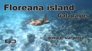 Finally got to swim with a Turtle - Visiting Floreana Island, Galapagos