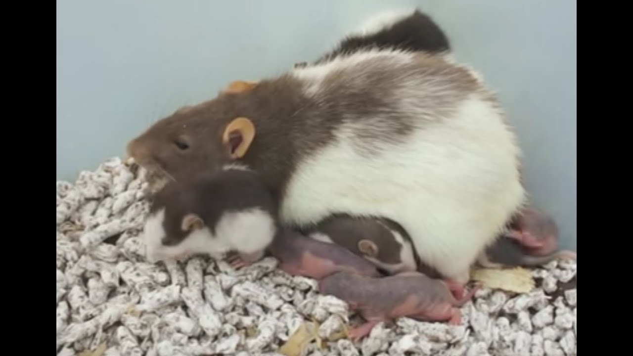 RATAS - Las crías de las ratas (1a parte). Cómo nacen, cómo son.