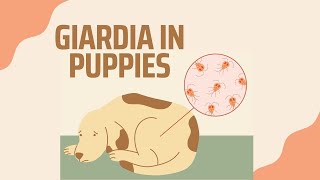 GIARDIA IN PUPPIES: EVERYTHING YOU'LL NEED TO KNOW | Dog Breeder Recommendations #Giardia #doglover