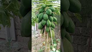 Download lagu #fypppppppppppppppppppppppppppppppppppppppppppppppppppppppppppppppppppppp #goviral #youtube #viral mp3 Download lagu #fypppppppppppppppppppppppppppppppppppppppppppppppppppppppppppppppppppppp #goviral #youtube #viral mp3