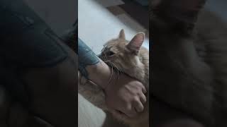 飼い主とイチャつく猫 #可愛い猫 #猫