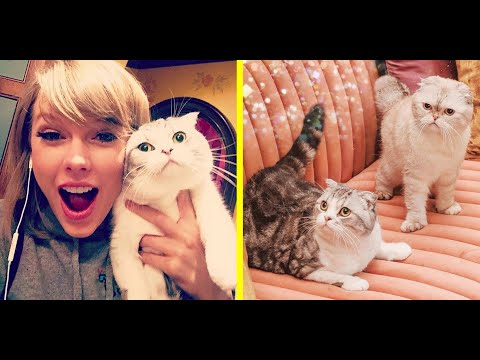 Taylor Swift Pets: 3 Cute Cats (Olivia Benson, Meredith Grey, Benjamin Button)