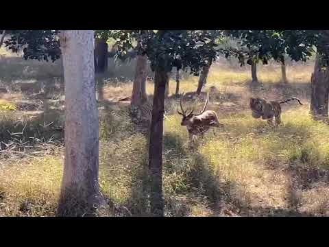 TIGER ATTACK | TIGER VS DEER | TWO TIGERS CHASING TO KILL DEER | DEER DESPERATELY TRYING TO LIVE