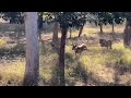 TIGER ATTACK TIGER VS DEER TWO TIGERS CHASING TO KILL DEER DEER DESPERATELY TRYING TO LIVE