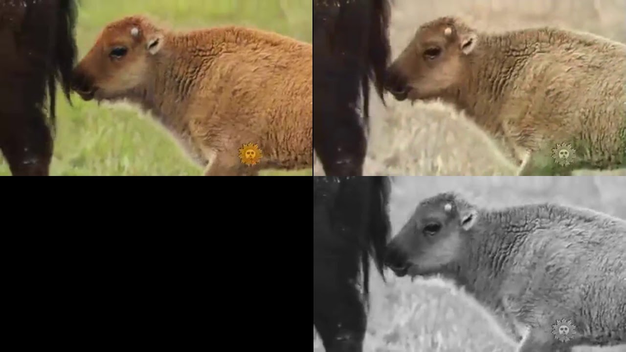 Automatic Colorization Using Deep Learning